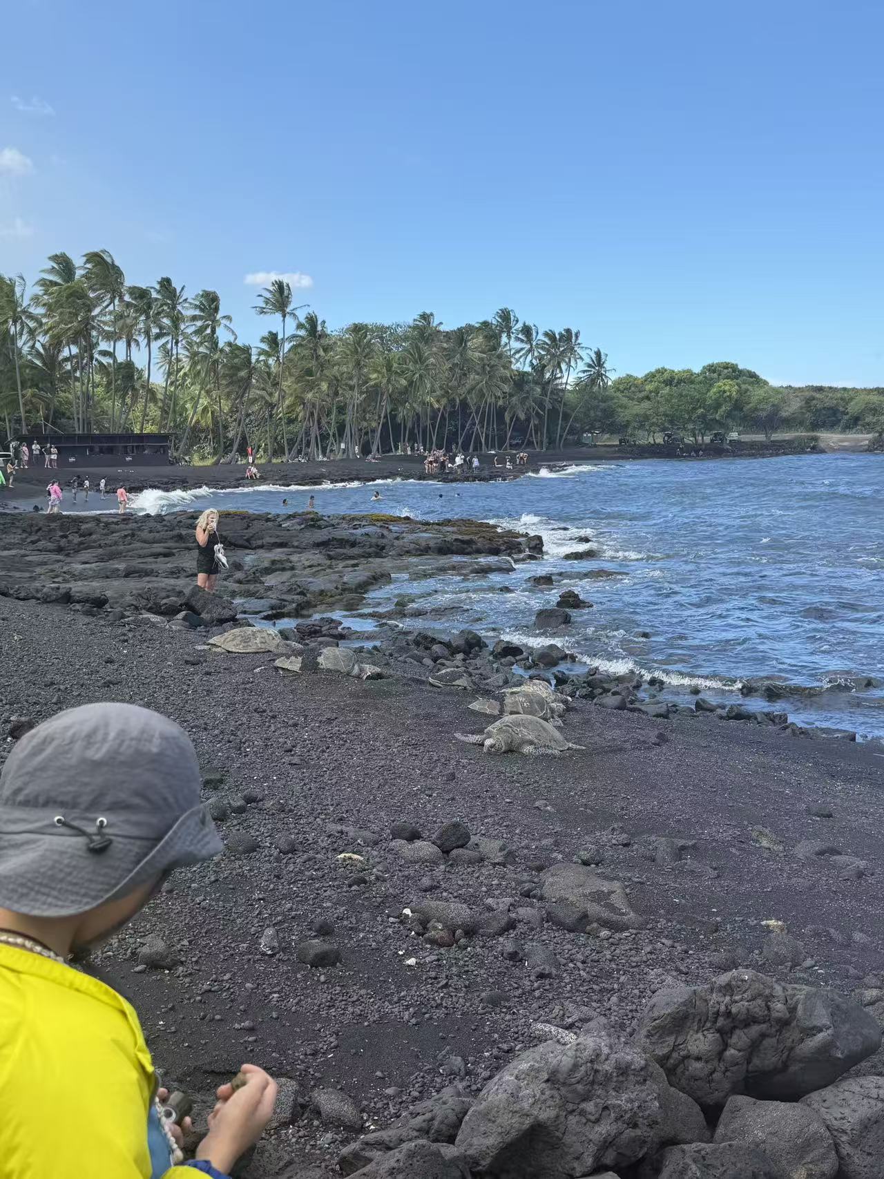 Sea turtles gathered along a black sand beach