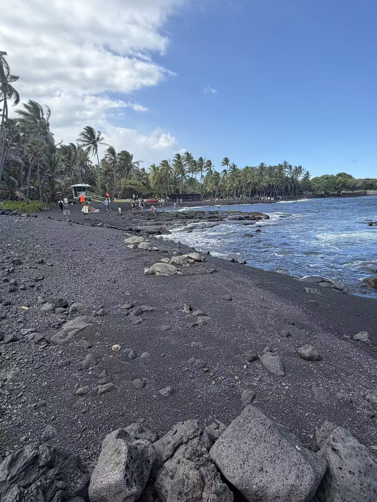 Sea turtles resting on a black sand beach