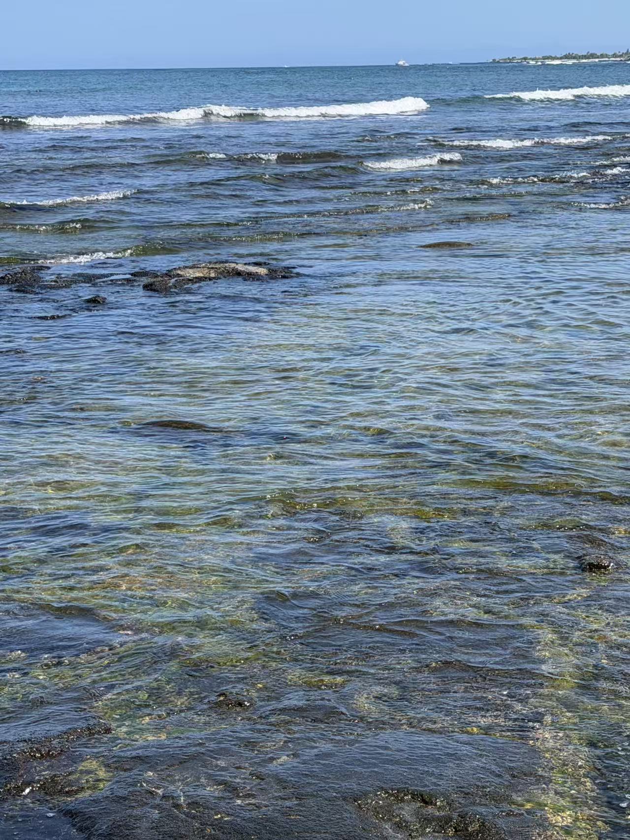 Coastal reef beneath clear water